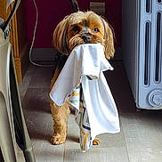 Maya participe au concours pour gagner de l'argent avec cette photo : animal, blanket, canine, doctor, dog, dogbed, person, pet, puppy, sitting, towel