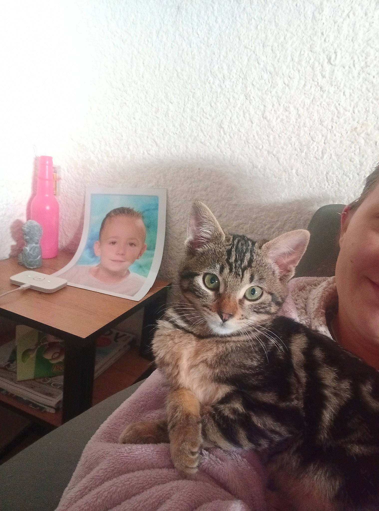 Tigresse participe au concours pour gagner de l'argent avec cette photo : carnivore, cat, child, claw, comfort, domestic_short_haired_cat, felidae, fur, lap, paw, room, sitting, small_to_medium_sized_cats, table, visual_arts, whiskers, wood