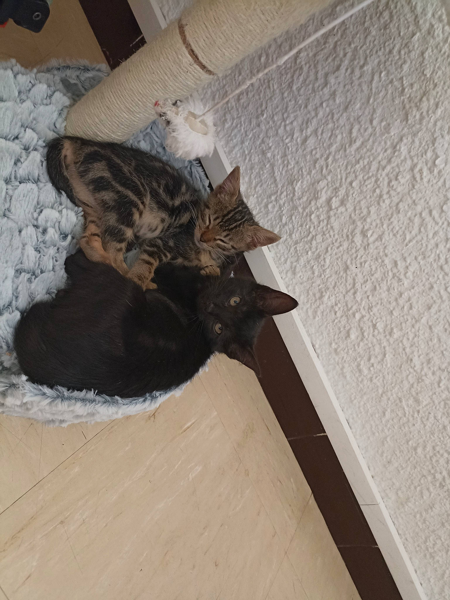 Tigresse participe au concours pour gagner de l'argent avec cette photo : bat, domestic_short_haired_cat, feather, felidae, floor, flooring, fur, hardwood, human_leg, insect, laminate_flooring, natural_material, pattern, plywood, small_to_medium_sized_cats, tail, wing, wood, wood_flooring, wood_stain