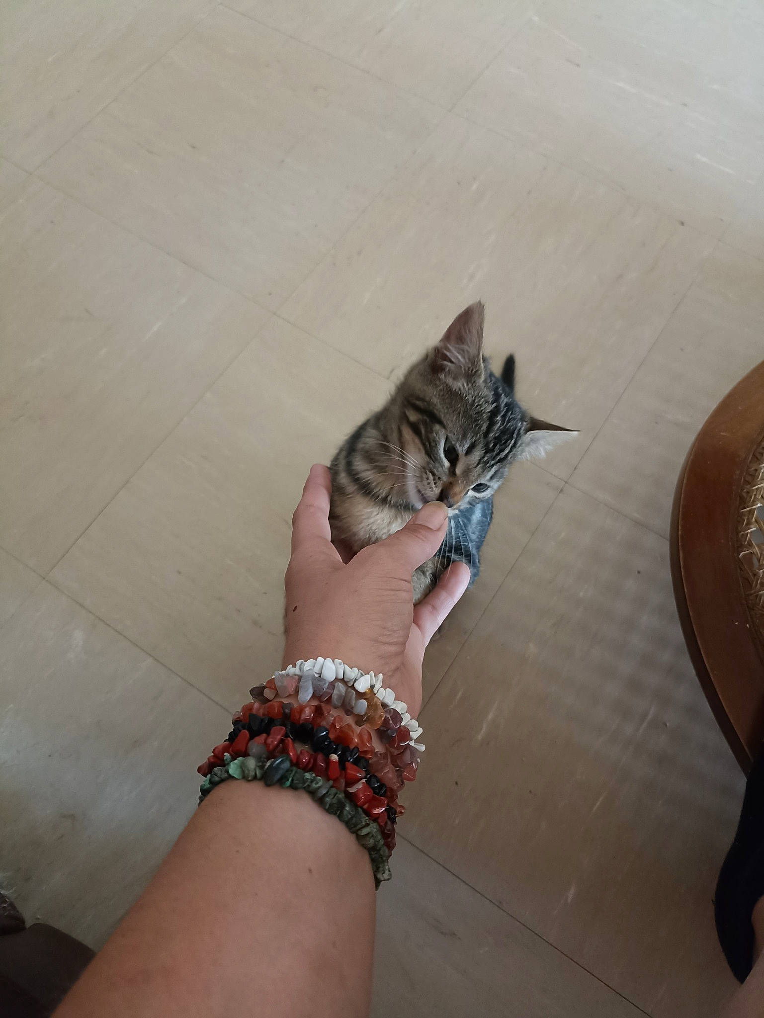 Tigresse a rejoint le concours — aidez-le/la à gagner de superbes lots ! calf, carnivore, cat, claw, domestic_short_haired_cat, elbow, felidae, flooring, foot, gesture, human_leg, nail, paw, small_to_medium_sized_cats, tail, thigh, toe, whiskers, wood, wrist