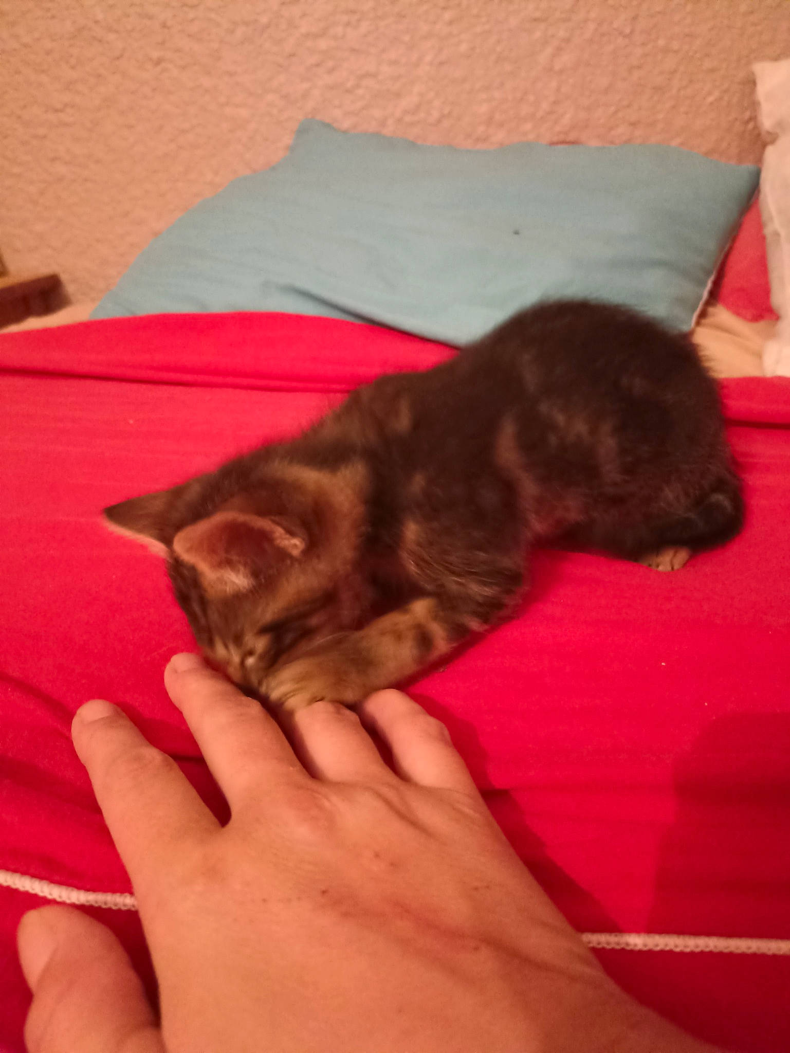 Tigresse participe au concours pour gagner de l'argent avec cette photo : carnivore, cat, claw, comfort, domestic_short_haired_cat, fawn, felidae, flooring, fur, gesture, linens, nail, paw, room, small_to_medium_sized_cats, tail, terrestrial_animal, thumb, vertebrate, whiskers