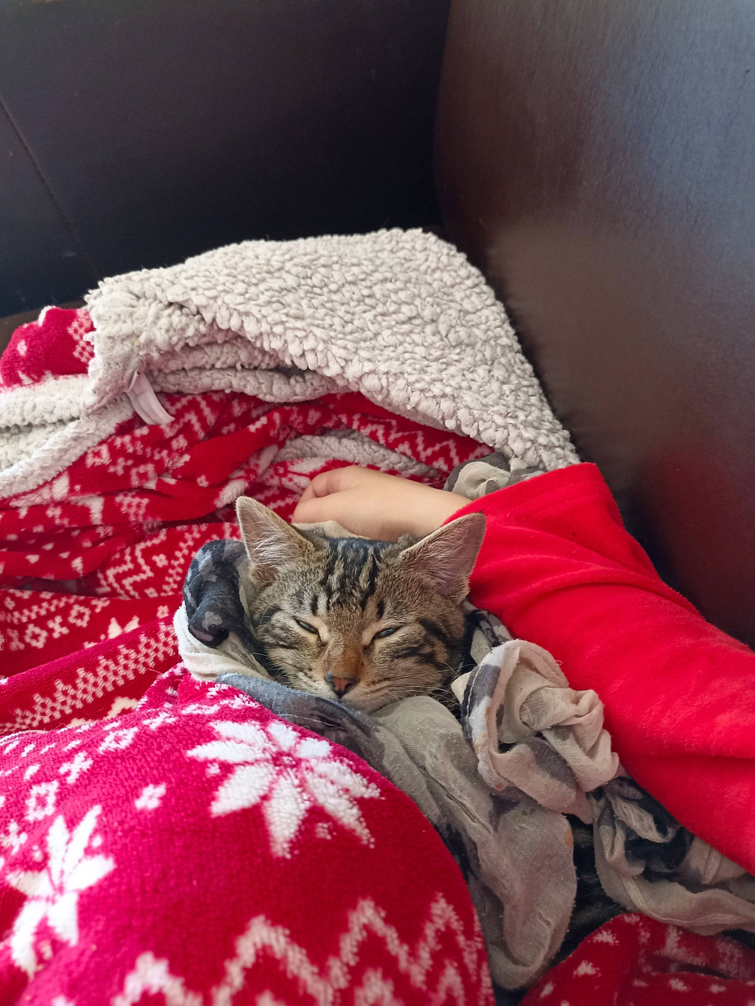 Tigresse participe au concours pour gagner de l'argent avec cette photo : bed, bed_sheet, bedding, bedroom, carnivore, cat, comfort, domestic_short_haired_cat, felidae, flooring, fur, grey, linens, mattress, pattern, plant, room, small_to_medium_sized_cats, textile, whiskers