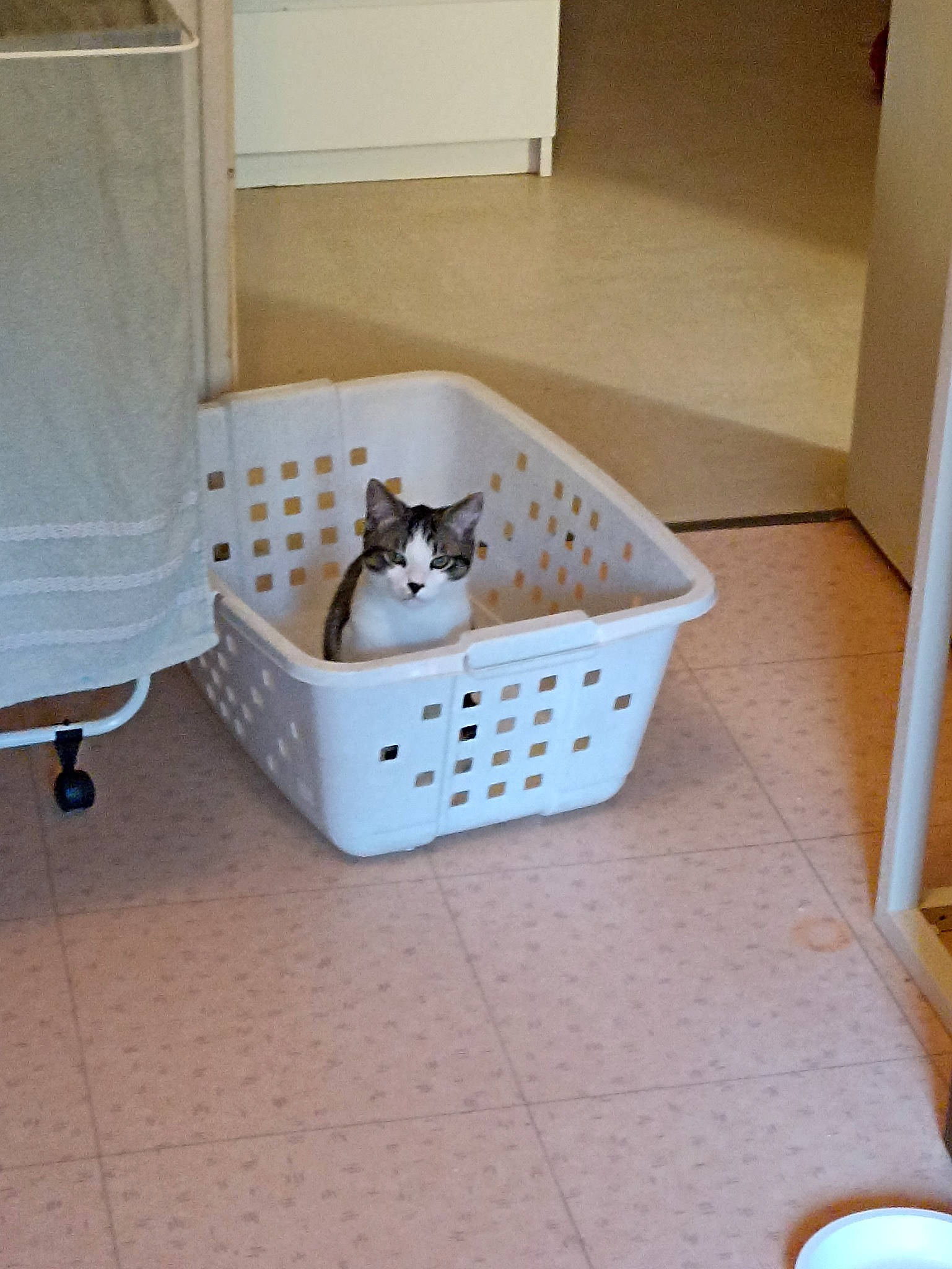 Tigrou a rejoint le concours — aidez-le/la à gagner de superbes lots ! basket, box, carnivore, cat, cat_supply, comfort, domestic_short_haired_cat, felidae, floor, flooring, hardwood, household_supply, laundry_basket, pattern, pet_supply, room, small_to_medium_sized_cats, whiskers, wicker, wood