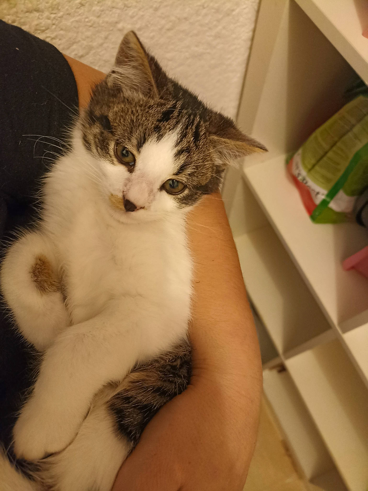 Tigrou a rejoint le concours — aidez-le/la à gagner de superbes lots ! carnivore, carton, cat, claw, comfort, domestic_short_haired_cat, ear, elbow, felidae, foot, fur, gesture, human_leg, paw, shipping_box, small_to_medium_sized_cats, snout, tail, whiskers, window