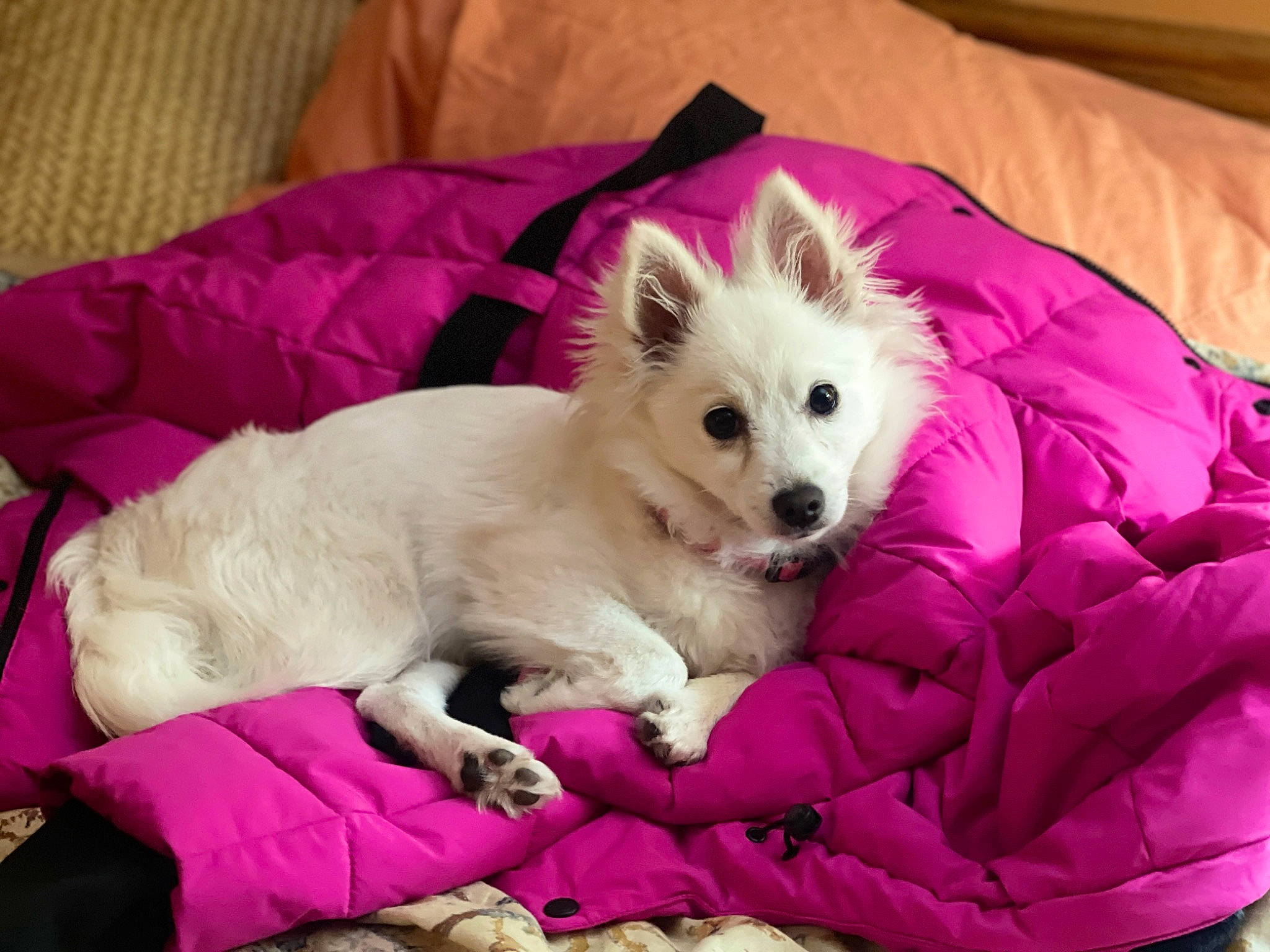 Mako joined the competition — help win amazing prizes! american_eskimo_dog, canidae, carnivore, comfort, companion_dog, dog, dog_breed, dog_supply, fawn, fur, japanese_spitz, magenta, non_sporting_group, small_terrier, snout, sporting_group, toy_dog, volpino_italiano, whiskers, working_animal