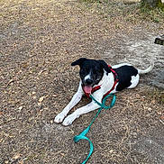 Marshall participe au concours pour gagner de l'argent avec cette photo : dog, black_and_white, outdoor, forest, woodland, park, lying_down, sitting, tongue_out, happy, leash, harness, collar, paws, tail, animal, pet, trees, dirt, nature