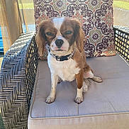 Brandi is registered to the contest to win money with this photo: dog, brown, white, wicker_chair, cushion, patterned_pillow, outdoor, sunlight, pet, animal, sitting, fur, collar, expression, relaxing, furniture, backyard, daytime, cute, small_dog
