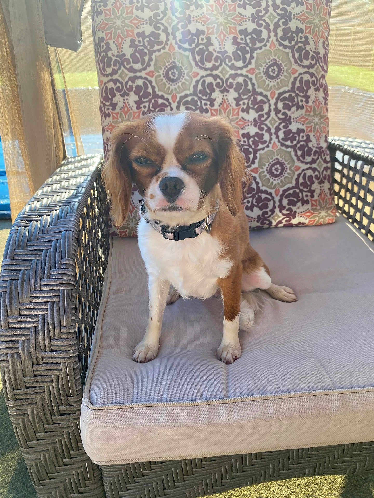 Brandi is registered to the contest to win money with this photo: dog, brown, white, wicker_chair, cushion, patterned_pillow, outdoor, sunlight, pet, animal, sitting, fur, collar, expression, relaxing, furniture, backyard, daytime, cute, small_dog