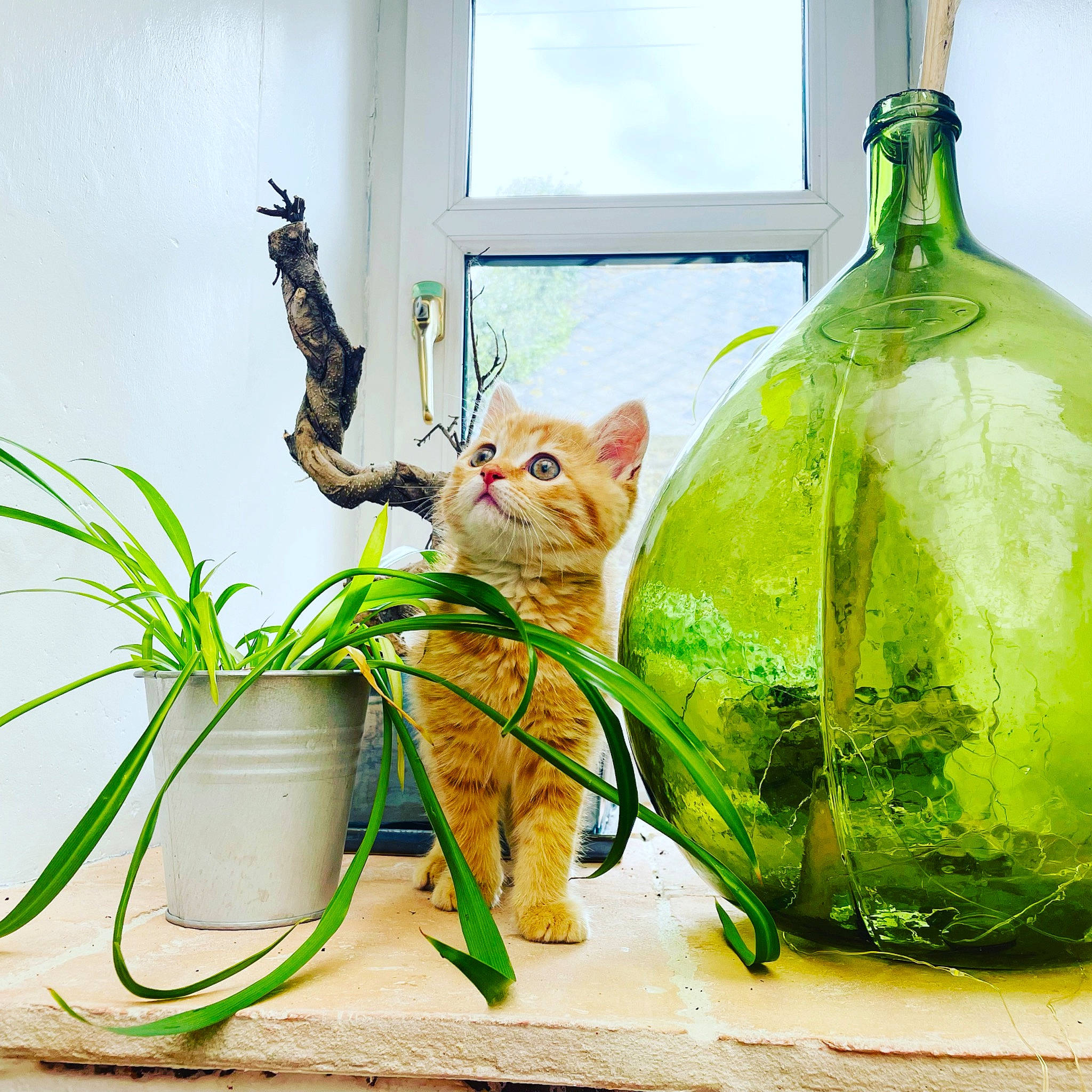 Poupi a rejoint le concours — aidez-le/la à gagner de superbes lots ! art, cat, fashion_accessory, felidae, flowerpot, food, glass_bottle, grass, houseplant, illustration, ingredient, lawn_ornament, natural_foods, plant, plastic_bag, small_to_medium_sized_cats, tail, twig, vegetable, whiskers