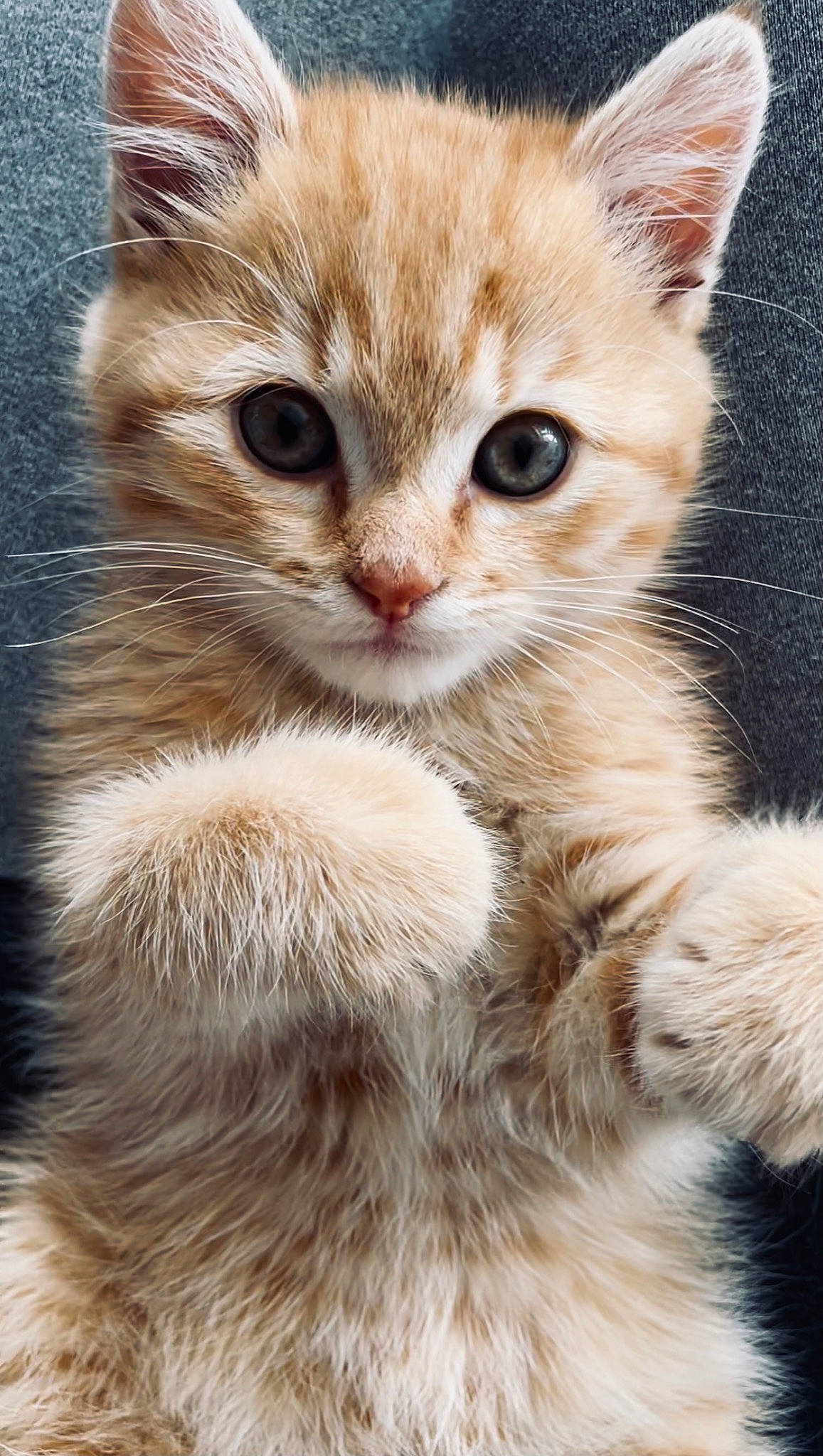 Poupi participe au concours pour gagner de l'argent avec cette photo : carnivore, cat, claw, comfort, domestic_short_haired_cat, fawn, felidae, fur, gesture, iris, paw, small_to_medium_sized_cats, snout, tail, terrestrial_animal, whiskers