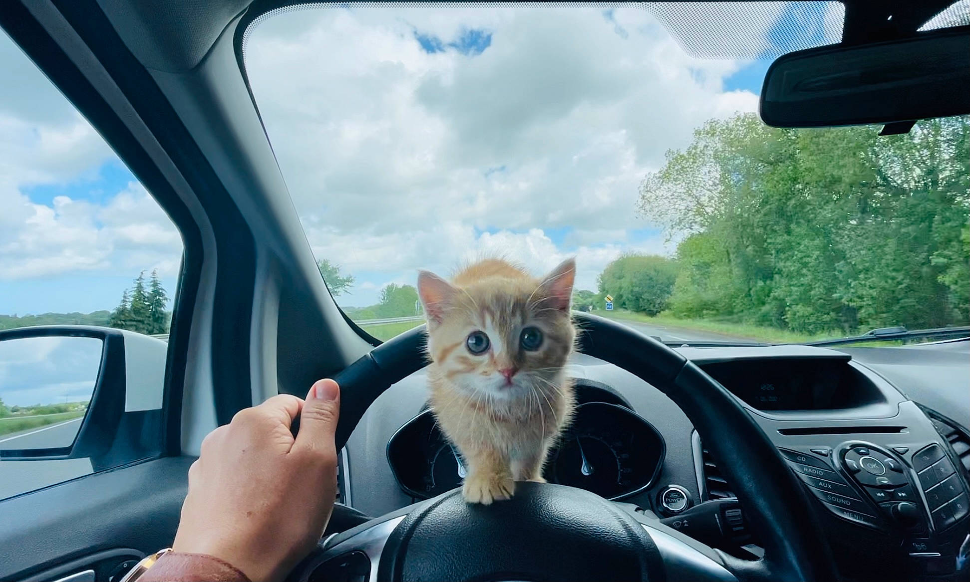 Poupi participe au concours pour gagner de l'argent avec cette photo : automotive_design, automotive_lighting, automotive_mirror, car, carnivore, cat, cloud, felidae, hand, hood, land_vehicle, motor_vehicle, plant, sky, small_to_medium_sized_cats, tree, vehicle, vehicle_door, vertebrate, window