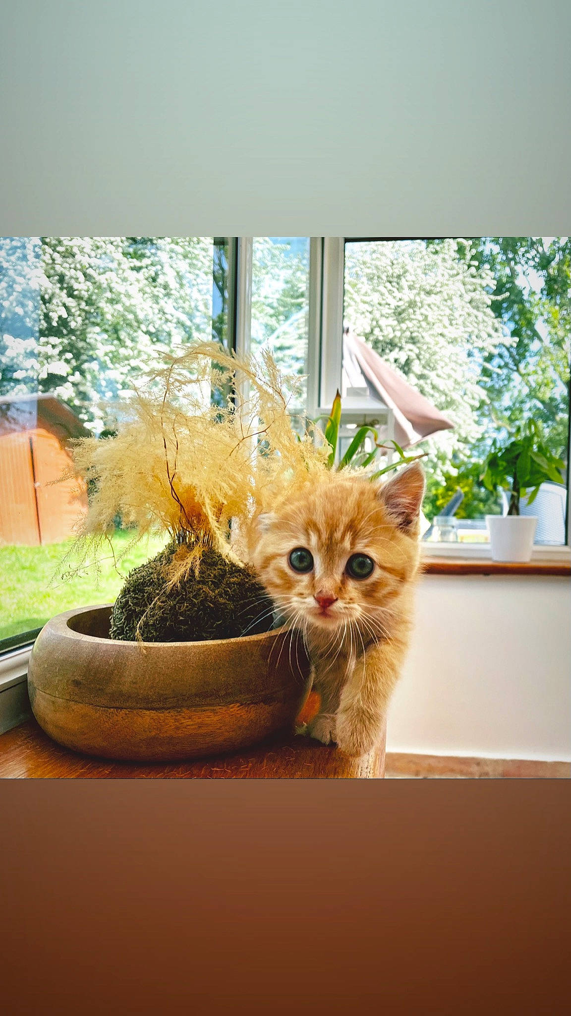 Poupi a rejoint le concours — aidez-le/la à gagner de superbes lots ! carnivore, cat, chair, comfort, couch, fawn, felidae, flowerpot, grass, houseplant, interior_design, living_room, plant, small_to_medium_sized_cats, tail, tree, twig, whiskers, window, wood