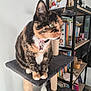 cat, calico_cat, cat_tree, pet, indoor, furniture, bookshelf, books, decor, sitting, animal, fur, whiskers, collar, green_eyes, domestic_cat, household, cute, feline, resting