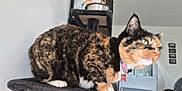 Minette a rejoint le concours — aidez-le/la à gagner de superbes lots ! cat, tortoiseshell, pet, feline, cat_tree, indoor, home, window, fur, whiskers, collar, pink_tag, green_eyes, perched, looking_away, domestic_animal, cozy, sitting, furniture, living_room