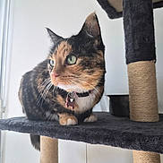 Minette participe au concours pour gagner de l'argent avec cette photo : cat, calico_cat, pet, feline, cat_tree, collar, bell, fur, whiskers, green_eyes, indoor, perched, curious, soft_texture, scratching_post, animal, domestic_animal, looking_away, side_view, houseplant