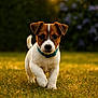 puppy, dog, grass, outdoor, sunlight, nature, pet, cute, animal, collar, brown, white, young, walking, garden, summer, focus, background_blur, adorable, small