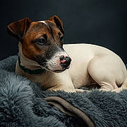 Oréo a rejoint le concours — aidez-le/la à gagner de superbes lots ! animal, blanket, collar, cozy, cute, dog, domestic_animal, ears, fur, indoor, jack_russell_terrier, looking_away, mammal, pet, portrait, puppy, resting, sleepy, snout, young_dog