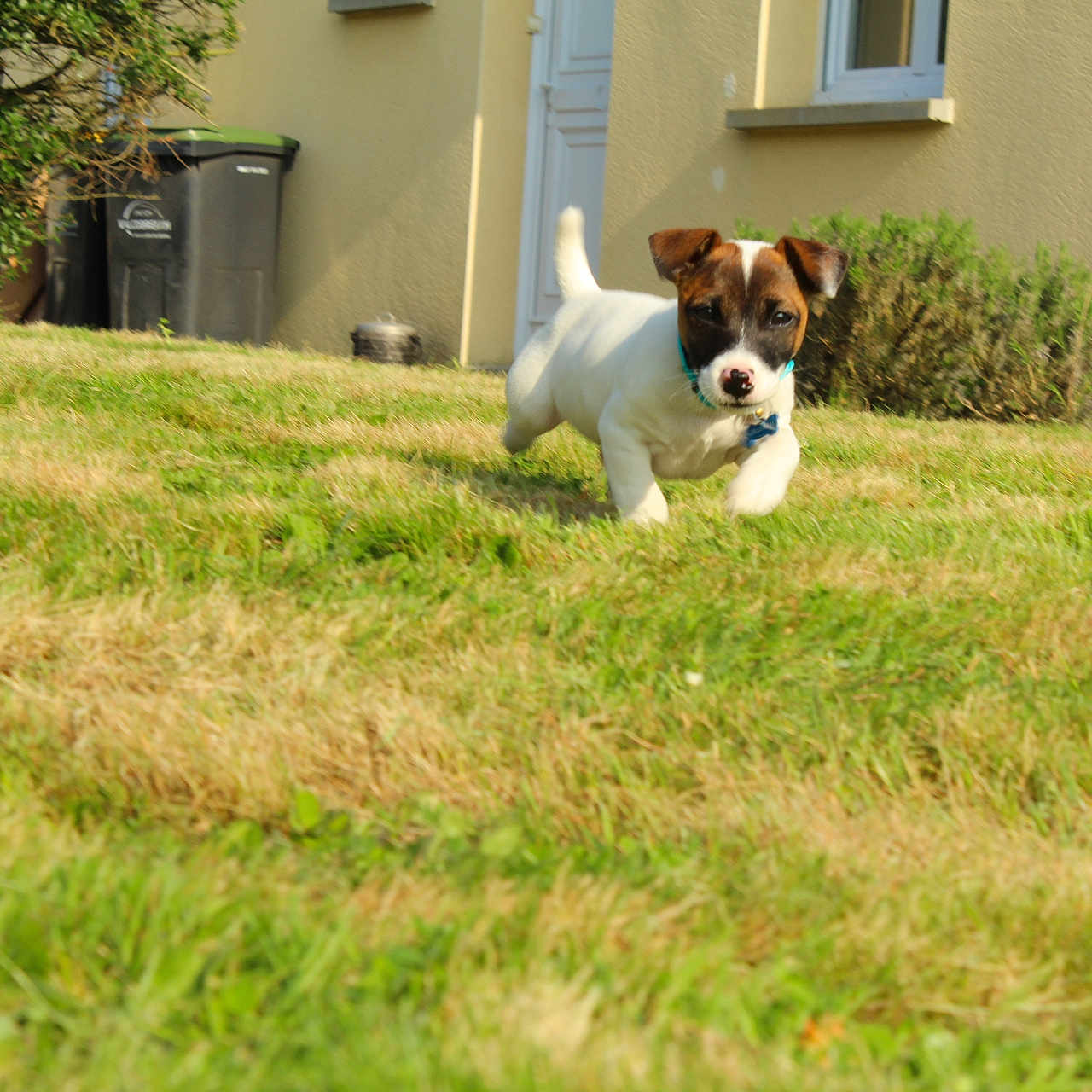 Oréo participe au concours pour gagner de l'argent avec cette photo : animal, bush, collar, dog, door, energetic, grass, greenery, house, nature, outdoor, pet, playful, puppy, running, small, sunlight, window, yard, young