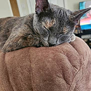 Missy is registered to the contest to win money with this photo: cat, sleeping, cushion, brown, fur, closeup, indoor, pet, resting, cozy, feline, animal, ear, whiskers, soft, comfort, relaxed, home, nap, cute