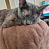 cat, sleeping, cushion, brown, fur, closeup, indoor, pet, resting, cozy, feline, animal, ear, whiskers, soft, comfort, relaxed, home, nap, cute