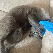 Azul participe au concours pour gagner de l'argent avec cette photo : animal, blue_toy, cat, claws, couch, cozy, curious, feline, fur, gray_cat, green_eyes, home, indoor, paws, pet, playful, relaxed, soft_texture, upside_down, whiskers