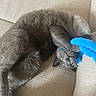 animal, blue_toy, cat, claws, couch, cozy, curious, feline, fur, gray_cat, green_eyes, home, indoor, paws, pet, playful, relaxed, soft_texture, upside_down, whiskers