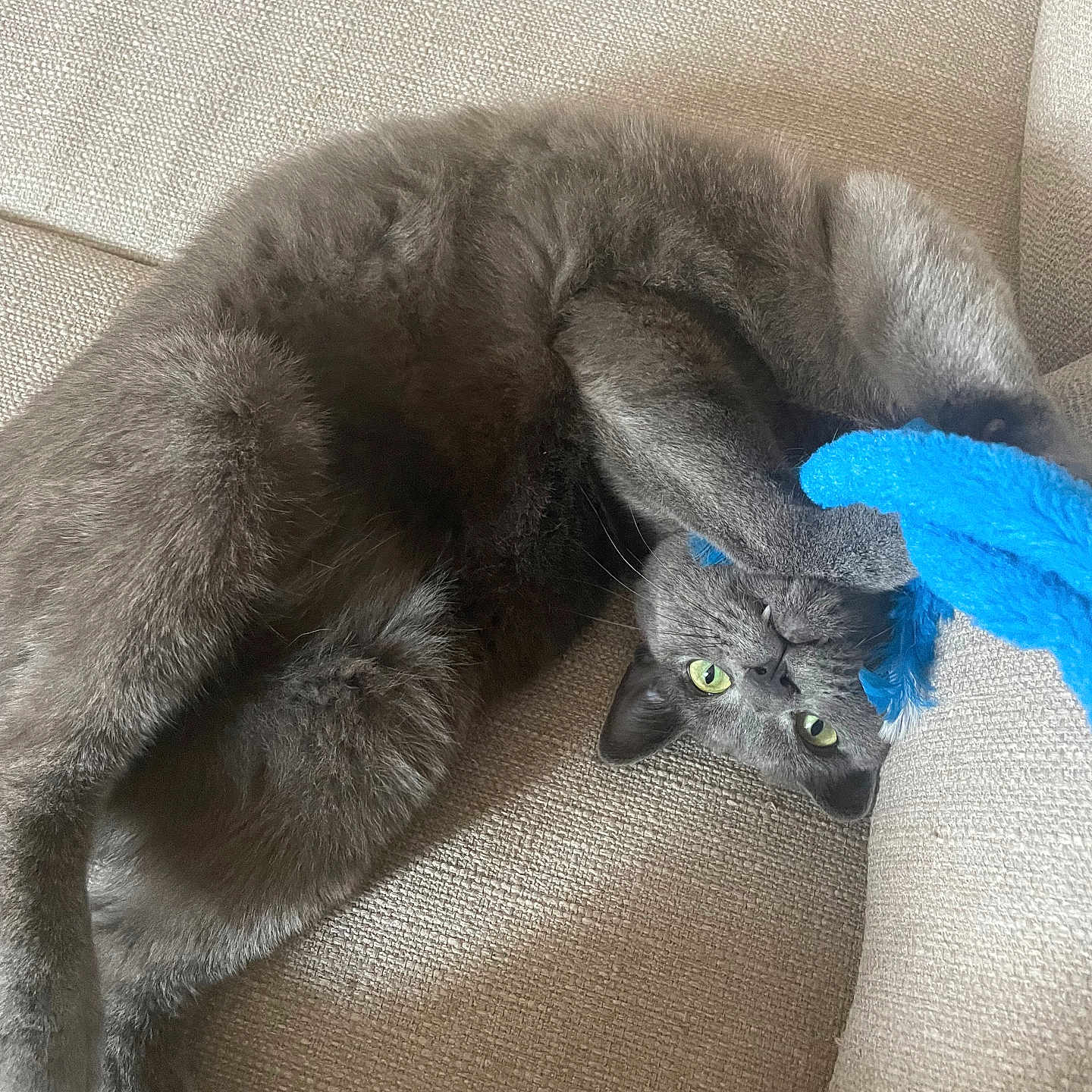 Azul