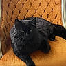 animal, black_cat, cat, chair, domestic_cat, feline, floor, fluffy, furniture, indoor, orange_chair, paw, pet, portrait, relaxing, resting, tile_floor, velvet, vintage_chair, whiskers