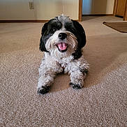 Lucy is registered to the contest to win money with this photo: dog, indoor, carpet, happy, tongue_out, black_and_white, pet, smiling, lying_down, fur, home, doorway, wall, floor, animal, cute, domestic, canine, friendly, portrait