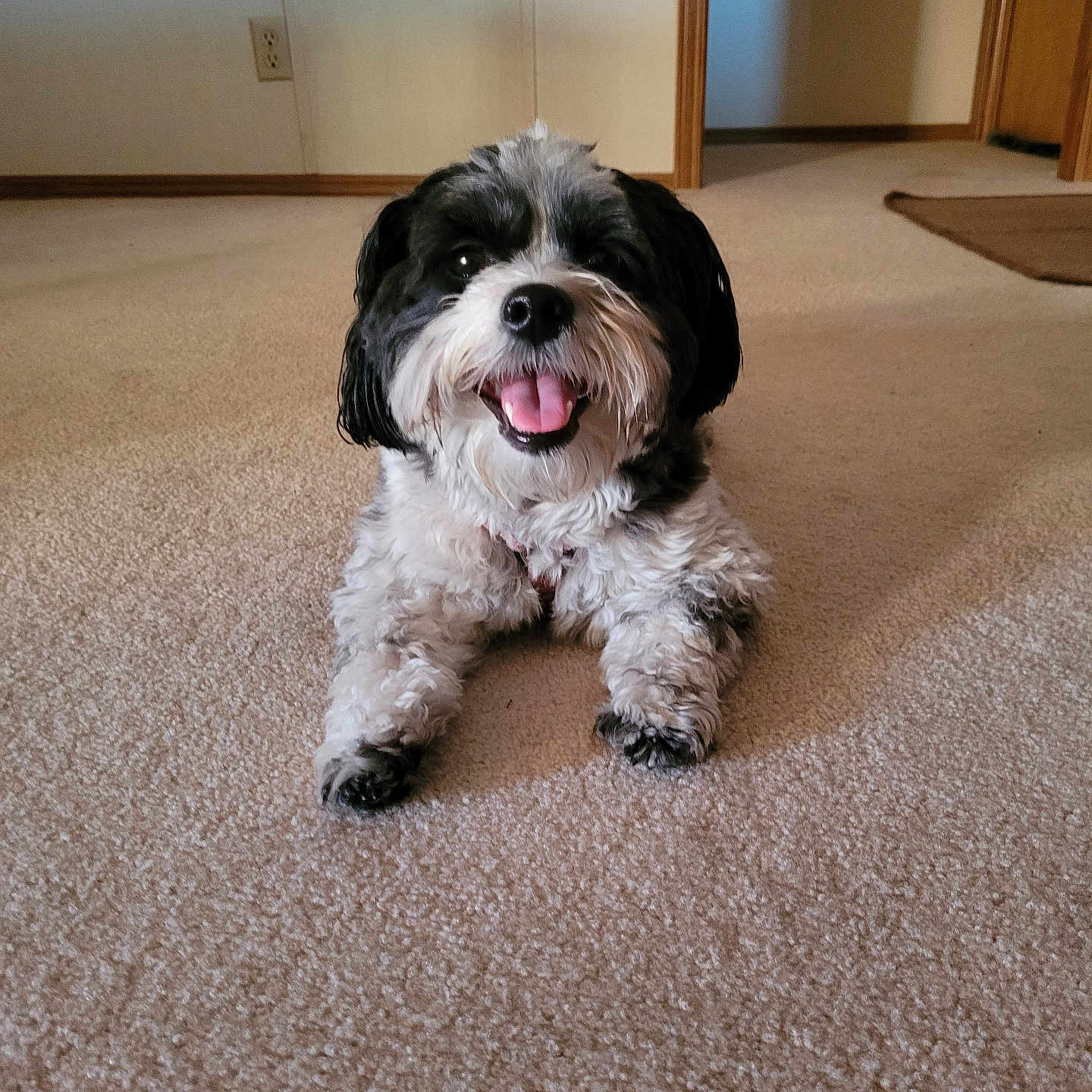 Lucy is registered to the contest to win money with this photo: animal, black_and_white, canine, carpet, cute, dog, domestic, doorway, floor, friendly, fur, happy, home, indoor, lying_down, pet, portrait, smiling, tongue_out, wall