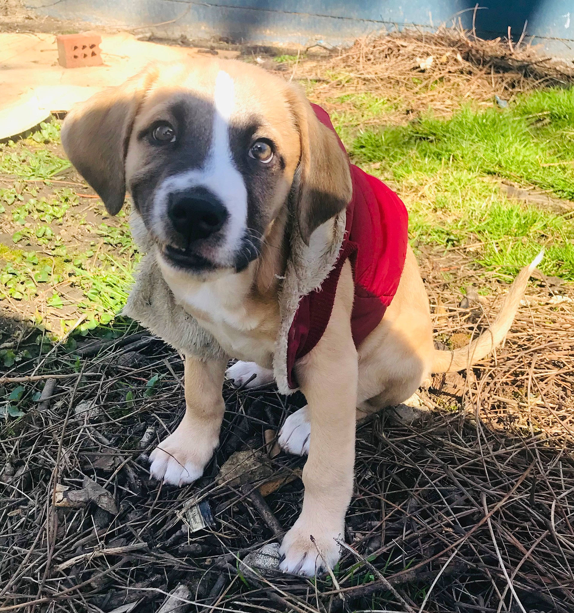 Draco joined the competition — help win amazing prizes! beaglier, canidae, carnivore, collar, companion_dog, dog, dog_breed, fawn, grass, hunting_dog, paw, plant, puppy, scent_hound, snout, soil, sporting_group, tail, working_dog