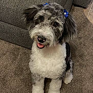 Dixi is registered to the contest to win money with this photo: dog, pet, fluffy, happy, smiling, indoor, carpet, gray_couch, blue_accessory, ears, furry, cute, sitting, looking_up, friendly, companion, canine, adorable, household, animal