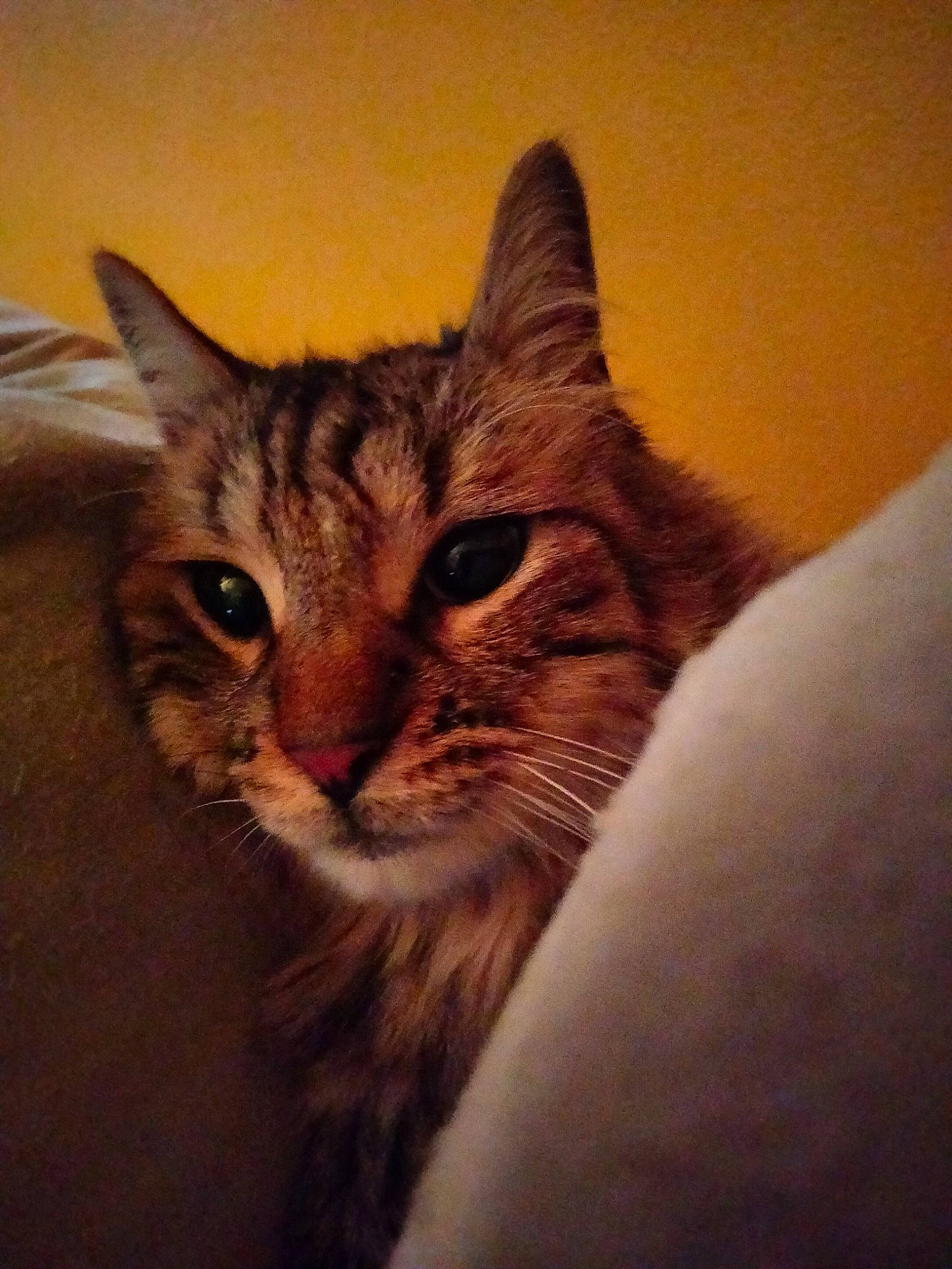 Dali participe au concours pour gagner de l'argent avec cette photo : carnivore, cat, comfort, domestic_short_haired_cat, door, eye, felidae, fur, hair, head, human_body, sky, small_to_medium_sized_cats, snout, terrestrial_animal, whiskers, wildlife, window