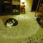Cali participe au concours pour gagner de l'argent avec cette photo : cat, indoor, rug, lamp, furniture, shelf, clothing, shoes, floor, cozy, tabby_cat, warm_light, home, carpet, resting, pet, decor, animal, relaxing, quiet