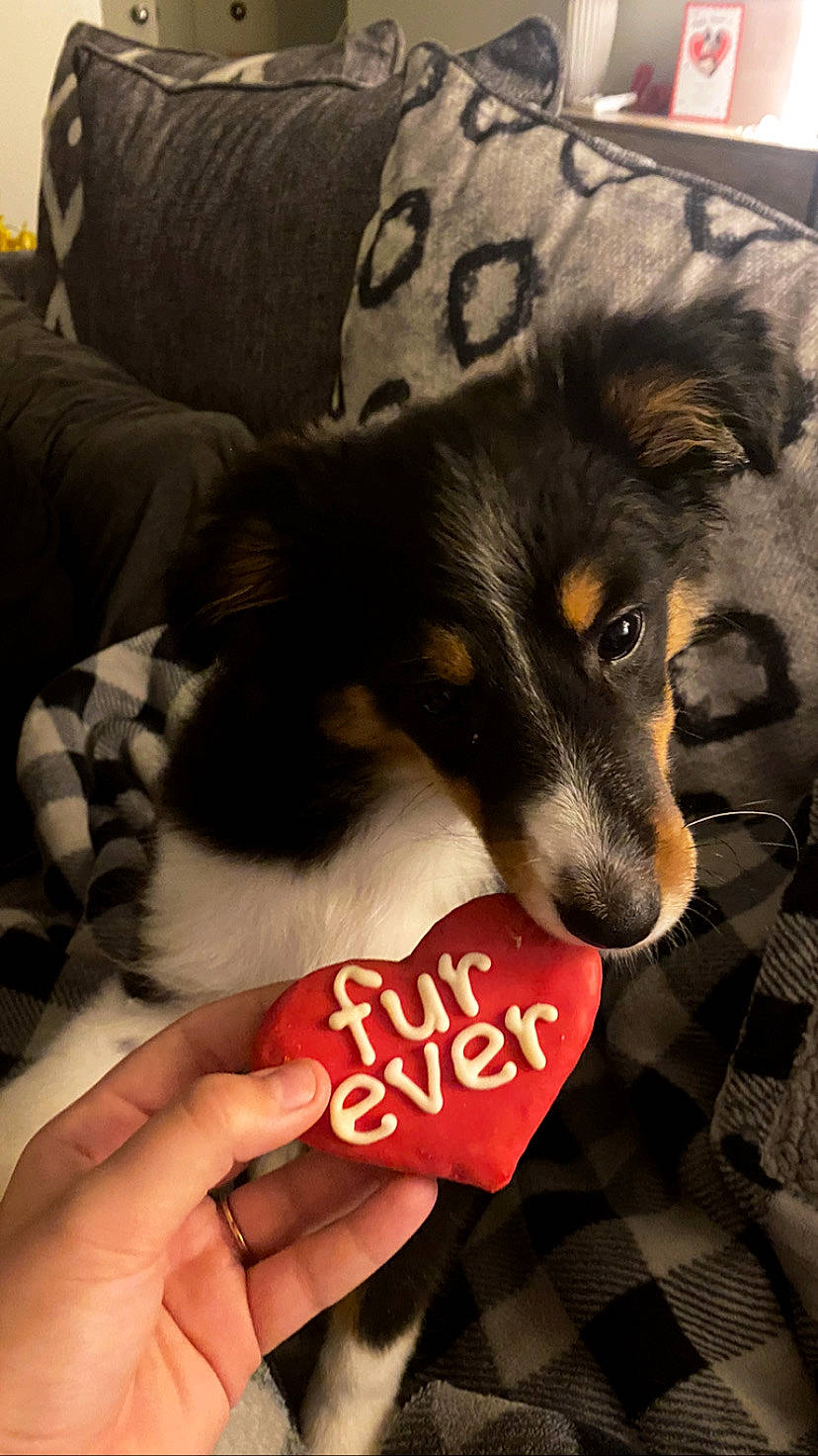 Lacie is registered to the contest to win money with this photo: carmine, carnivore, comfort, comfort_food, companion_dog, couch, dog, dog_breed, dog_supply, fur, herding_dog, love, nail, paw, pet_food, snout, thumb, toy_dog, whiskers, working_dog