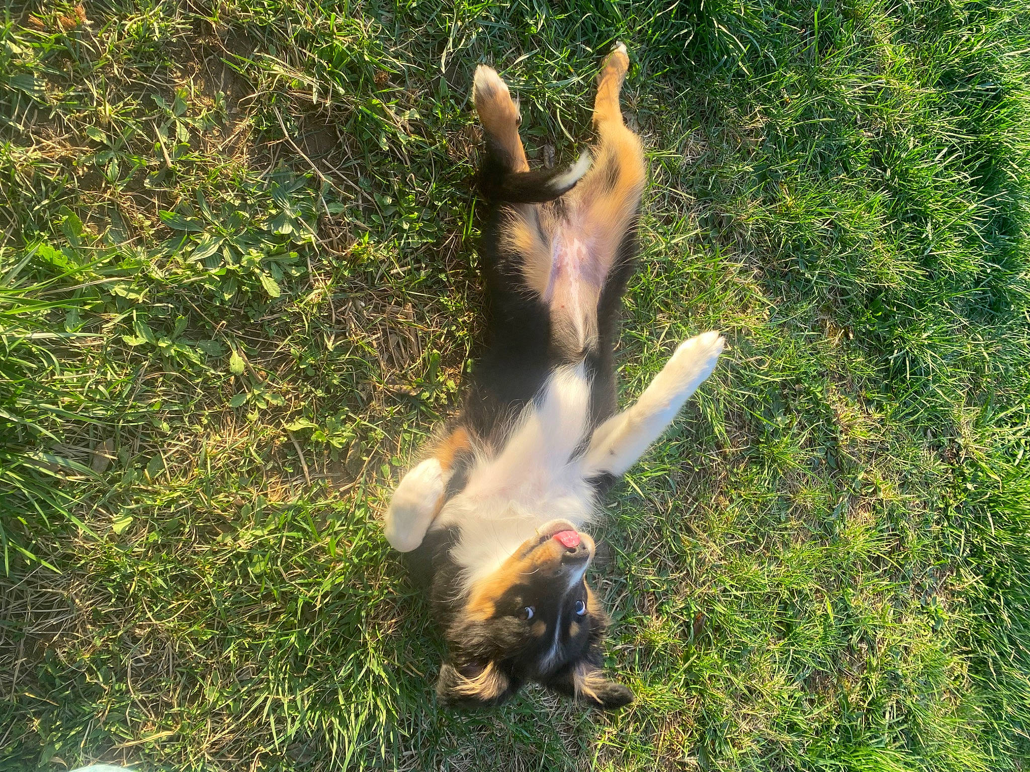 Lacie is registered to the contest to win money with this photo: canidae, carnivore, companion_dog, dog, dog_breed, fawn, grass, groundcover, hunting_dog, paw, people_in_nature, plant, sporting_group, tail, terrestrial_animal, wildlife, wood, working_dog