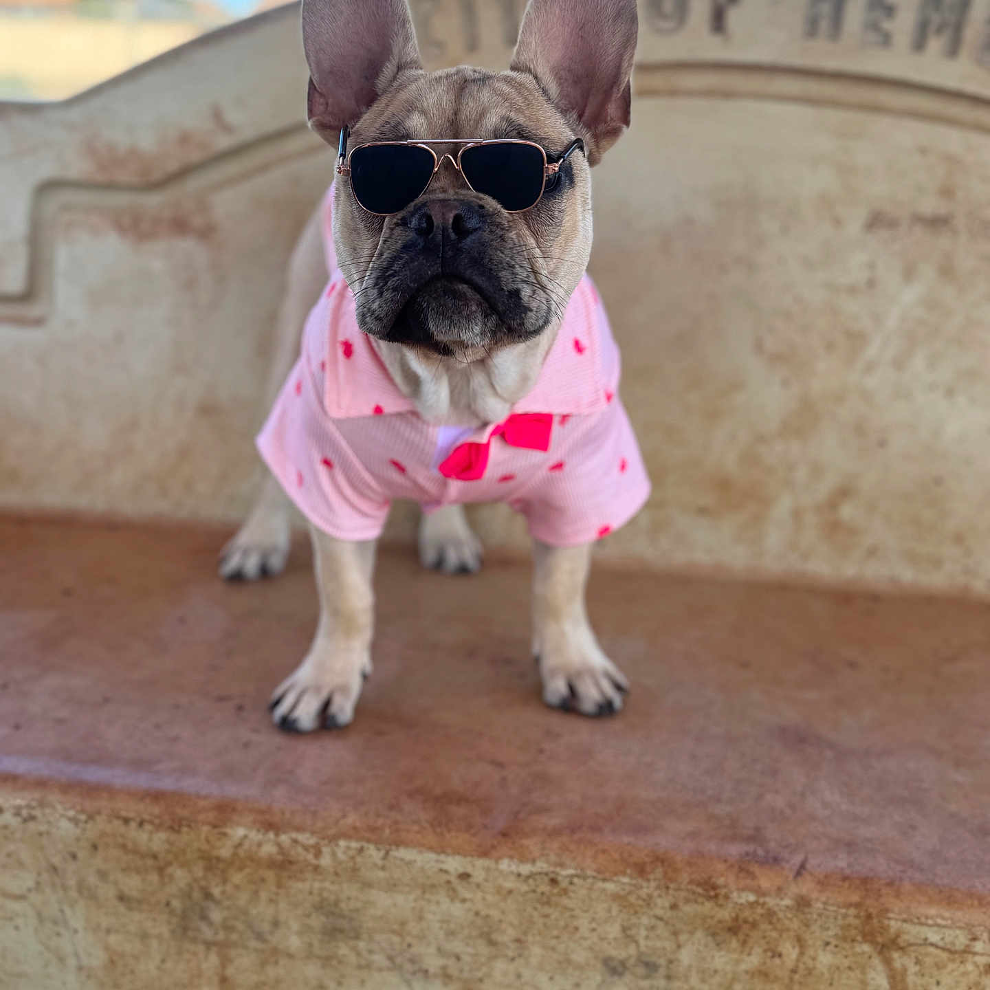 Scrappy joined the competition — help win amazing prizes! accessories, animal, bostonbull, boxer, bulldog, canine, dog, frenchbulldog, glasses, pet, pitbull, pug, puppy, whitedog