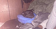 Mushu is registered to the contest to win money with this photo: bed, bedding, black_dog, blanket, blue_pillow, cozy, dog, flash, headphones, human_leg, indoor, nap, neck_pillow, pet, plush, relaxed, room, sleeping, sock, wood_paneling