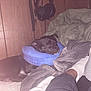 Mushu is registered to the contest to win money with this photo: dog, sleeping, black_dog, neck_pillow, blue_pillow, blanket, bed, headphones, wood_paneling, cozy, human_leg, sock, indoor, nap, pet, relaxed, plush, flash, bedding, room
