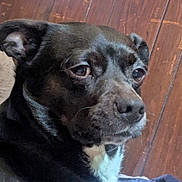 Mushu is registered to the contest to win money with this photo: dog, pet, close_up, black_coat, white_chest, wooden_floor, indoor, portrait, side_eye, ears, nose, whiskers, muzzle, brown_eyes, sleepy, expression, sitting, fur, blanket, home