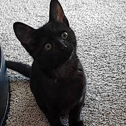 Bear is registered to the contest to win money with this photo: cat, kitten, black_cat, black_fur, pet, indoor, carpet, curious, tilted_head, ears, whiskers, sitting, paws, eyes, floor, cord, bucket, household, portrait, cute