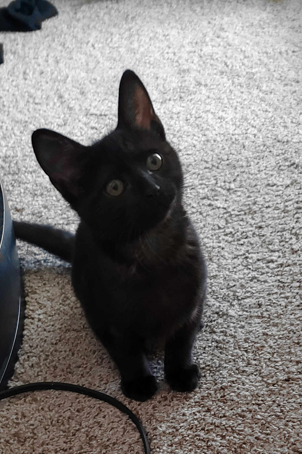 Bear is registered to the contest to win money with this photo: cat, kitten, black_cat, black_fur, pet, indoor, carpet, curious, tilted_head, ears, whiskers, sitting, paws, eyes, floor, cord, bucket, household, portrait, cute