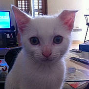 Théodore a rejoint le concours — aidez-le/la à gagner de superbes lots !