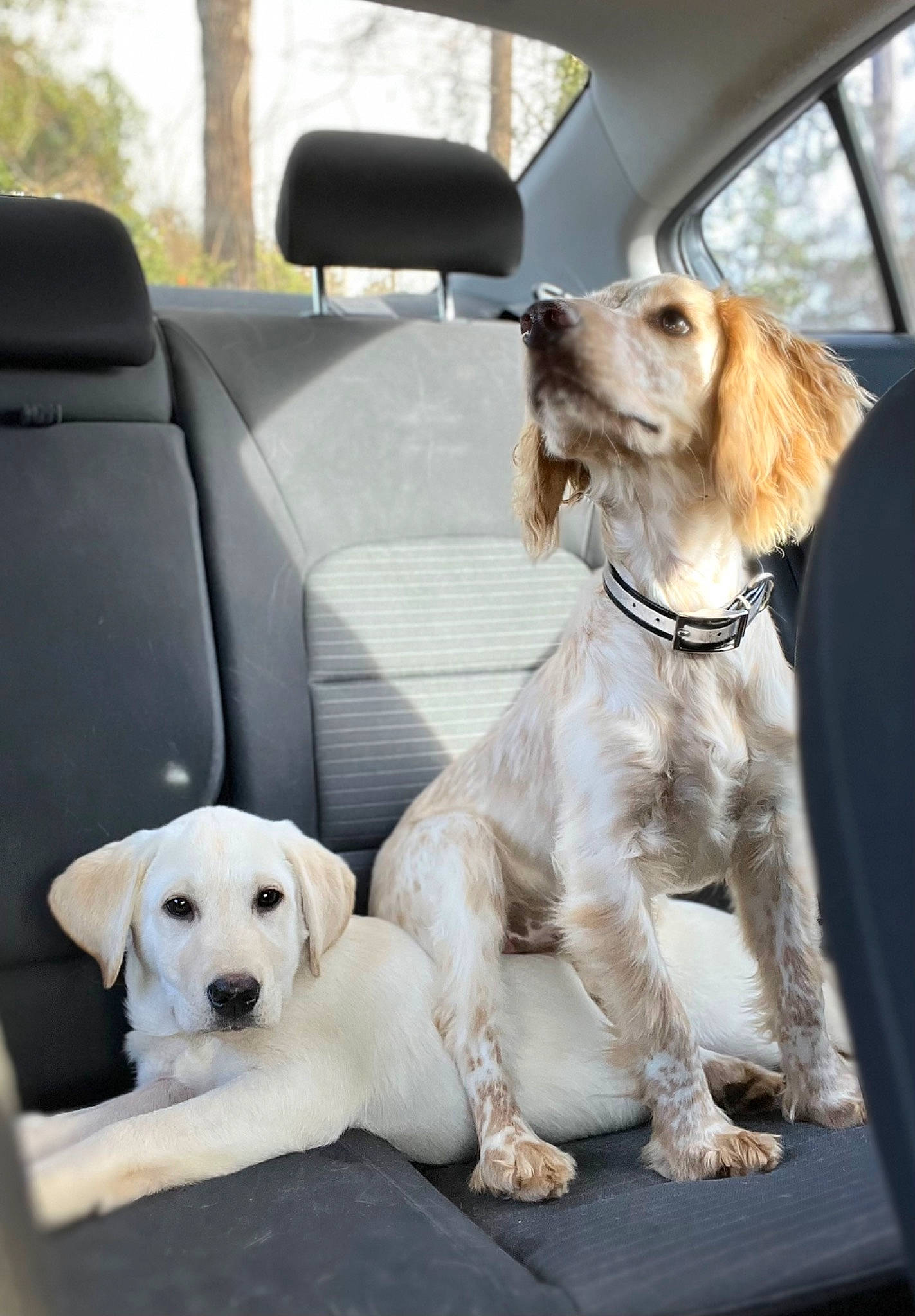 Sandy joined the competition — help win amazing prizes! automotive_mirror, car, car_seat, car_seat_cover, carnivore, collar, companion_dog, dog, dog_breed, dog_collar, dog_supply, fawn, mammal, pet_supply, plant, snout, sporting_group, vehicle, vehicle_door, vertebrate