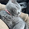 kitten, gray_cat, sleeping, pink_collar, cozy, knitted_sweater, car_interior, close_up, feline, pet, cute, domestic_animal, relaxed, soft_fur, whiskers, nap, indoor, comfort, resting, animal