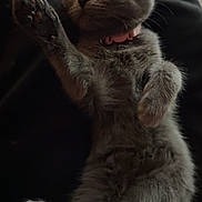 Stormi is registered to the contest to win money with this photo: kitten, cat, gray_cat, pet, animal, feline, collar, paw, lying_down, playful, cute, fur, whiskers, domestic_cat, young_cat, indoor, resting, looking_up, pink_collar, dark_background
