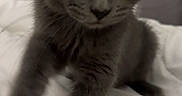 Stormi joined the competition — help win amazing prizes! kitten, gray_cat, pet, toy, paw, bed, blanket, indoor, cute, feline, young_cat, playful, animal, whiskers, ears, fur, close_up, domestic_cat, curious, resting