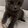 kitten, gray_cat, pet, toy, paw, bed, blanket, indoor, cute, feline, young_cat, playful, animal, whiskers, ears, fur, close_up, domestic_cat, curious, resting