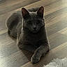 Stormi joined the competition — help win amazing prizes! cat, gray_cat, floor, wooden_floor, pet, animal, feline, indoor, crossed_paws, curious, lying_down, cozy, rug, soft_lighting, fur, domestic_animal, close_up, quiet, resting, home