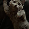 Stormi is registered to the contest to win money with this photo: cat, kitten, gray_cat, pet, animal, cute, feline, whiskers, paw, ears, eyes, fur, playful, domestic_animal, young_cat, indoor, resting, closeup, expression, curious